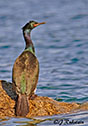 Phalacrocorax pelagicus